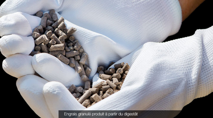 Engrais granulé produit à partir du digestât © Fotolia